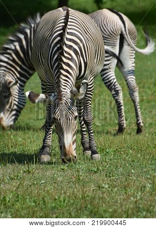 Stunning Sebras Grazing Ina Field Of Grass In A Zoo
