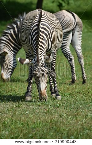 Stunning sebras grazing ina field of grass.