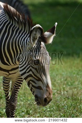 Stunning sebras grazing ina field of grass in a zoo