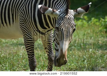 Stunning sebras grazing ina field of grass in a zoo