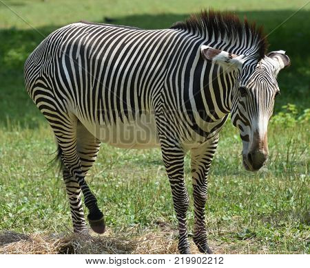 Stunning sebras grazing ina field of grass in a zoo