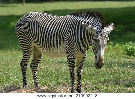 Stunning sebras grazing ina field of grass in a zoo