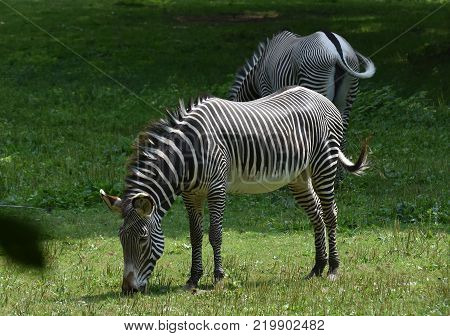 Stunning sebras grazing ina field of grass in a zoo