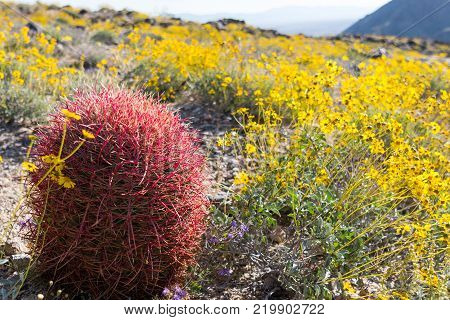 California Barrel Cactus Stands Along Among BrittleBrush
