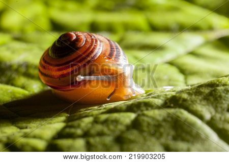Garden snail on a green leaf natural green background macro