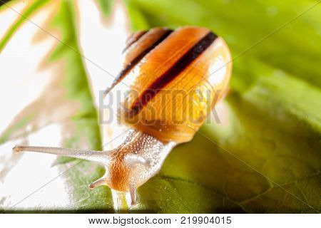 Garden snail on a green leaf natural green background macro