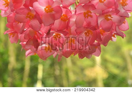 Bunch of beautiful pink flowers upside down
