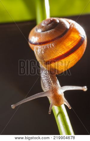 Garden snail on a green leaf natural green background macro