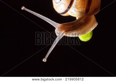 Garden snail on a green leaf natural green background macro