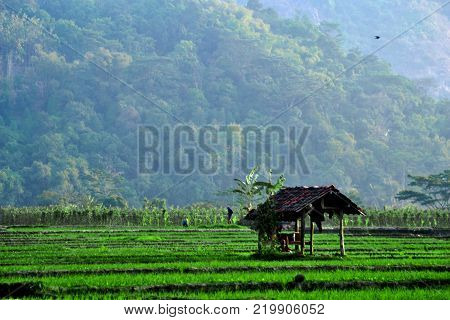 Shack in the middle of rice field