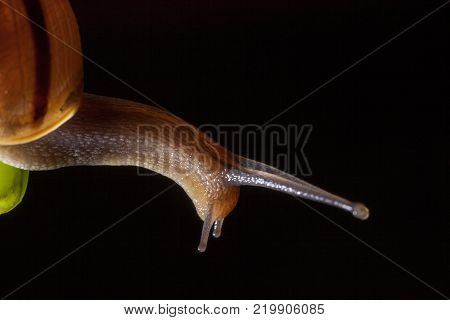 Garden snail on a green leaf natural green background macro