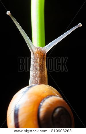 Garden snail on a green leaf natural green background macro