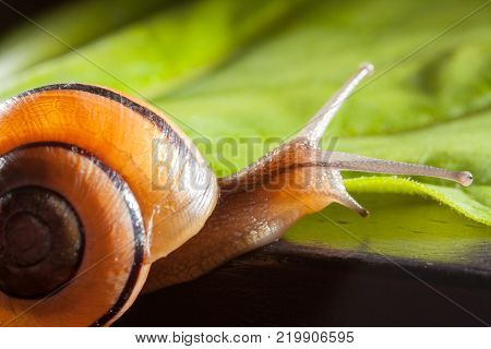 Garden snail on a green leaf natural green background macro
