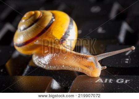 Garden snail on a the kays of a black computer keyboard, showing slow typing
