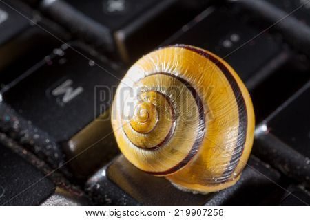 Garden snail on a the kays of a black computer keyboard, showing slow typing