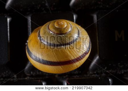 Garden snail on a the kays of a black computer keyboard, showing slow typing