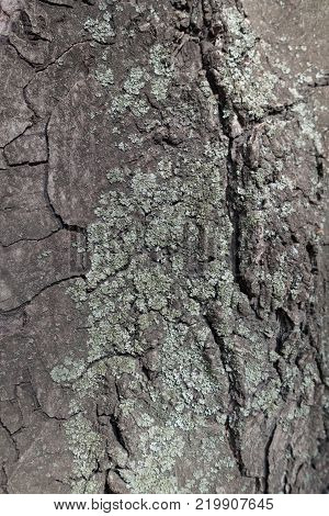 Blue grey lichen on bark of horse chestnut