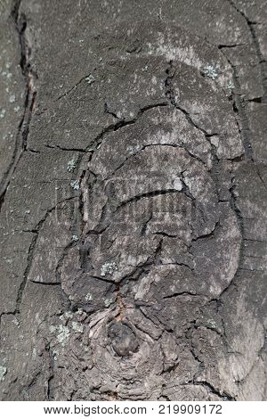 Grey cracked bark of horse chestnut tree
