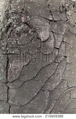 Macro of bark of horse chestnut tree