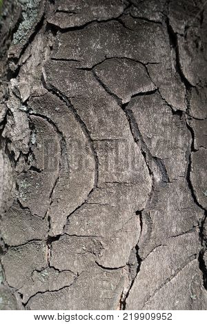 Round fissures on bark of horse chestnut