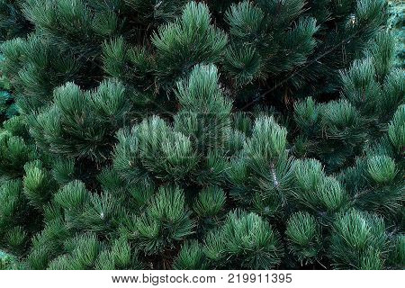 Green pine tree brances background close-up view