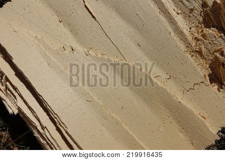 Closeup of cracked trunk of cottonwood tree