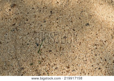 Texture of beige cottonwood sawdust from above