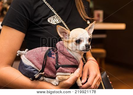 dog in fashionable clothes on the hands of a stylish girl