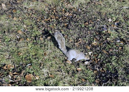 Wild eastern gray squirrel in winter - Pump Room / Jephson Gardens, Royal Leamington Spa, Warwickshire, United Kingdom