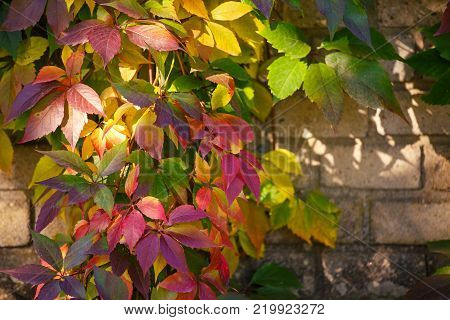 Autumn colored leaves. Parthenocissus tricuspidata on a ancient brick wall.