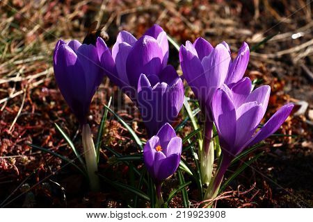 In a flower bed among a sedum there is a group of large violet crocuses and group of small violet crocuses.