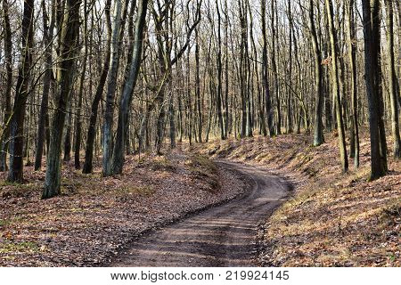 Path winds through a lush green forest