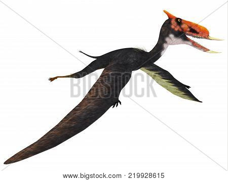 Dsungaripterus Flying Reptile 3D illustration - This carnivorous pterosaur lived in China in the Cretaceous Period and preyed on shellfish.