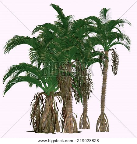 Verschaffeltia splendida Trees 3D illustration - This is a flowering palm endemic in the Seychelles and is a member of the genus Arecaceae.