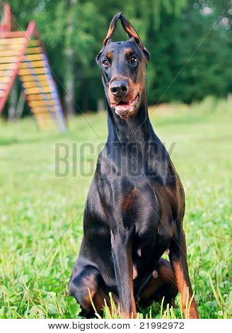 Ritratto di stupefacente dobermann