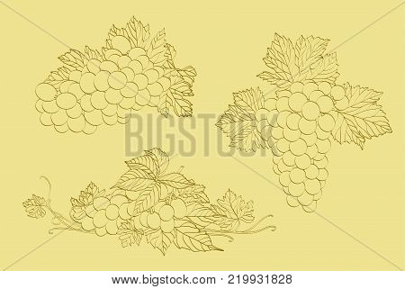 three clusters of grapes on a light background