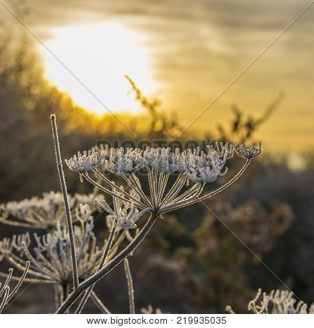Ice flowers in backlight at sunrise at a cold Winterday