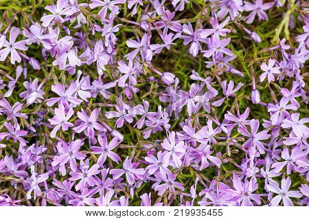 Alpine flower bed with pink phlox moss flowers.