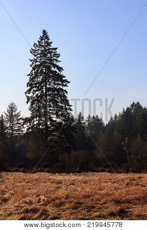 wild golden grass clearing in old pine forest