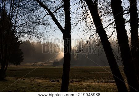 winter fog flowing through trees over parkland