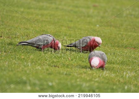 Australian native birds on the green grass