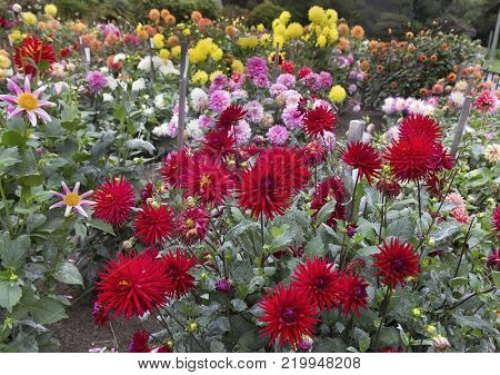 Different types of colorful dahlias in dahlia garden.