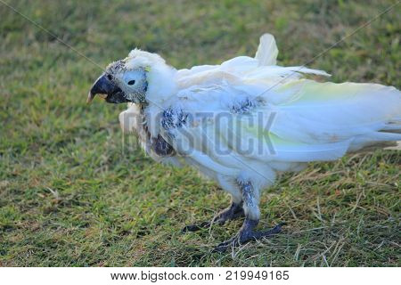 Australian native birds on the green grass