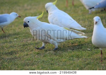 Australian native birds on the green grass
