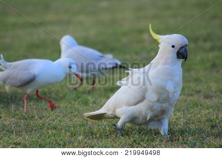 Australian native birds on the green grass