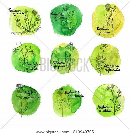 vector set of hand drawn medical herbs, line drawing plants with latin names at green watercolor background, isolated floral elements