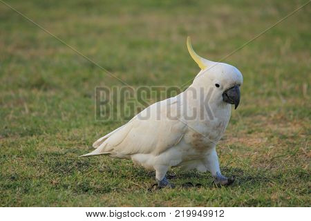 Australian native birds on the green grass