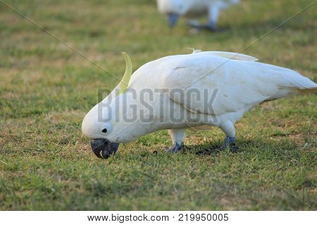 Australian native birds on the green grass