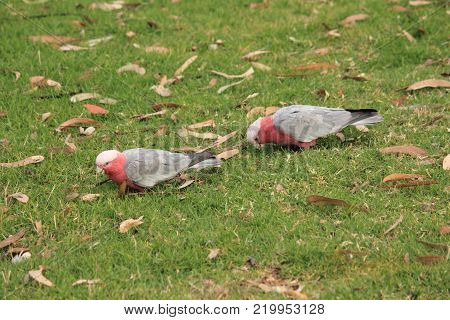 Australian native birds on the green grass