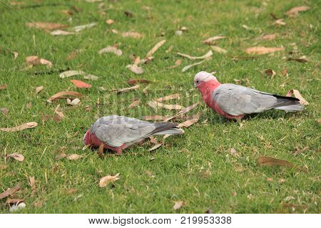 Australian native birds on the green grass